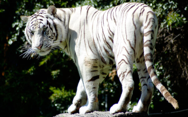 Wallpaper Rare, White, Tiger