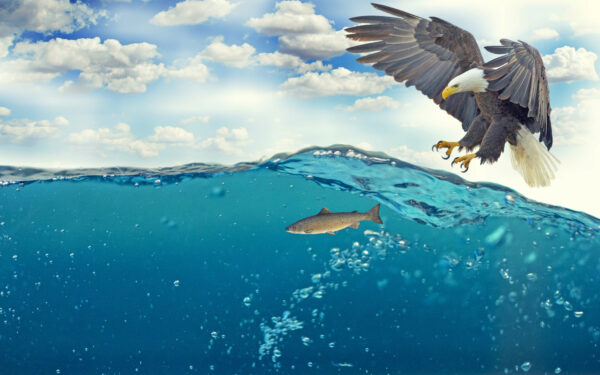 Wallpaper Eagle, Fish, Underwater