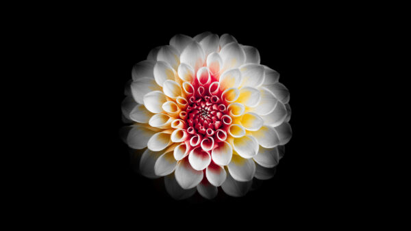 Wallpaper Dahlia, Flower, White