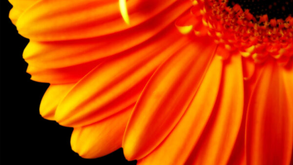 Wallpaper Flower, 1080p, Pure, Orange