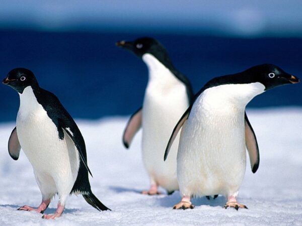 Wallpaper Animals, Pinguine