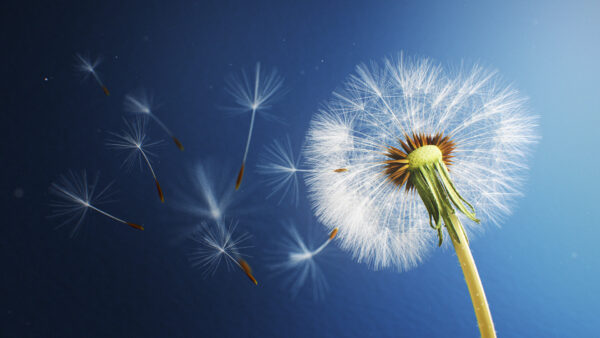 Wallpaper Flower, Dandelion