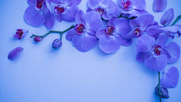 Wallpaper Mobile, Background, Images, 4k, Orchid, Pc, Cool, 5k, Desktop, Flower