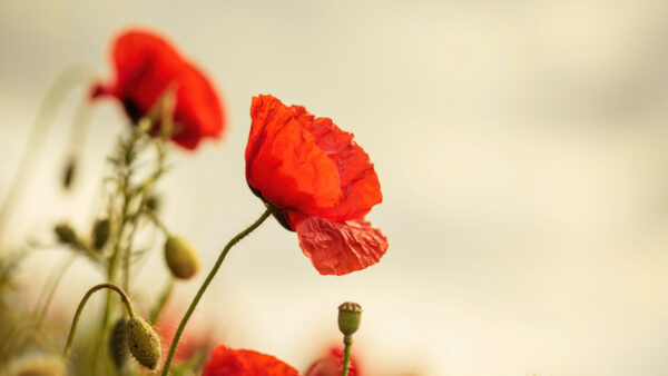 Wallpaper 5k, Phone, Desktop, Images, Free, Flowers, Cool, Poppy, Pc, Wallpaper, Background, 4k, Mobile