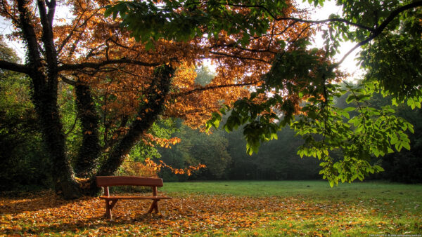 Wallpaper Desktop, Covered, Daytime, During, Autumn, Mobile, Grass, Brown, Near, Field, Bench, Wooden, Leaves, Tree, Nature