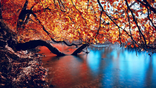 Wallpaper Desktop, Nature, Leafed, Water, Orange, Mobile, Tree, Red, Body