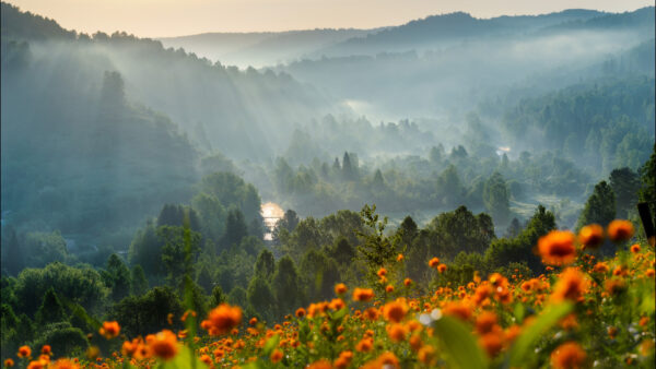 Wallpaper Flower, Mountain, Desktop, Nature, Dawn, Forest, Time, During