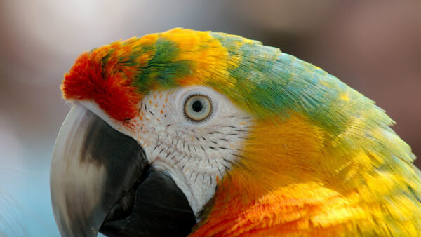 Wallpaper Birds, Animals, Background, Colourful, Images, Macaw, Desktop, Pc, Cool, 1920×1080