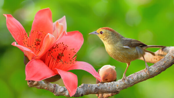 Wallpaper Flower, Little, Desktop, Bird, Tree, With, Animals, Branch, Background, Green, Yellow