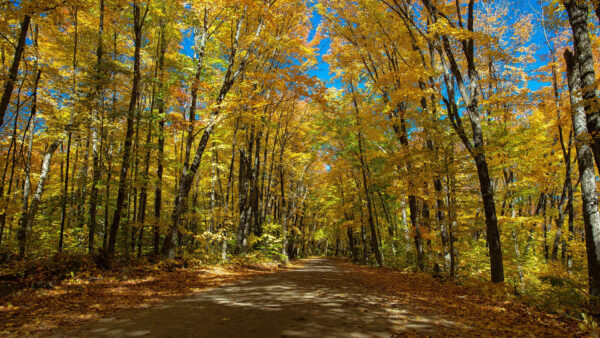 Wallpaper Canada, Road, Desktop, Nature, During, Ontario, Tree, Fall