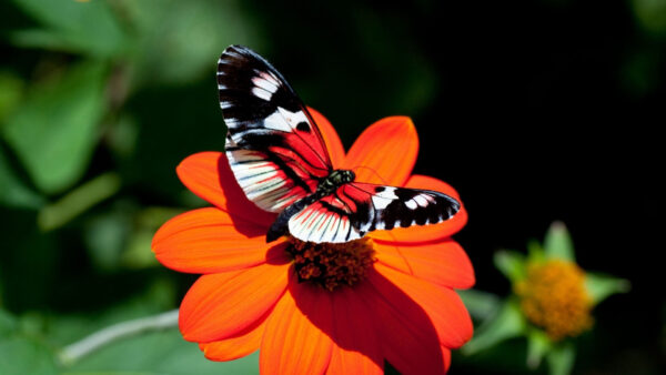 Wallpaper Flower, Butterfly, Beautiful, Background, Blur, Desktop, With, Orange, Standing