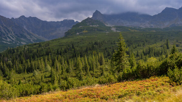 Wallpaper Mobile, Desktop, Nature, Peak, Mountain, Touching, Forest, Clouds, With