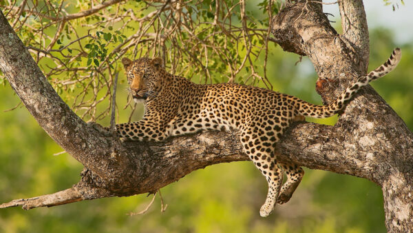 Wallpaper Animals, Cheetah, Tree, Sitting, Desktop, The