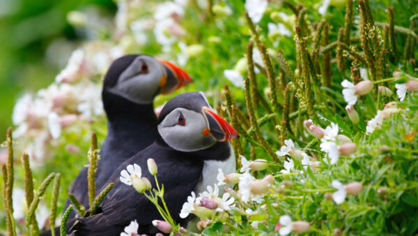 Wallpaper Blur, Animals, White, And, Grass, Green, Are, Puffins, Cute, Background, Standing, Two