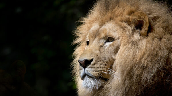 Wallpaper Side, With, Face, Desktop, Lion, Background, Black