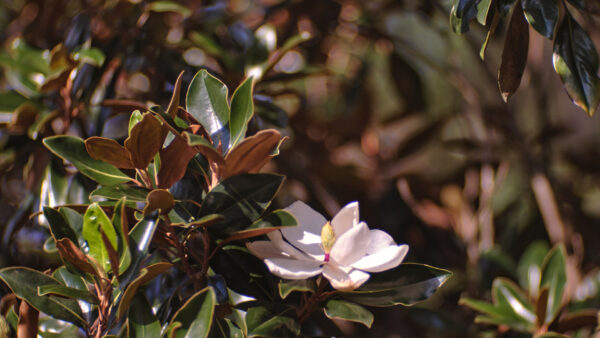 Wallpaper Leaves, White, Magnolia, Tree, Branch, Desktop