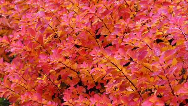 Wallpaper Pink, Desktop, Nature, Leaves, Branches, Mobile, Yellow, Plant