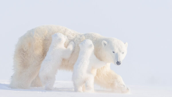 Wallpaper Desktop, Bears, Mother, Polar, Two, Animals, Bear, And, Baby