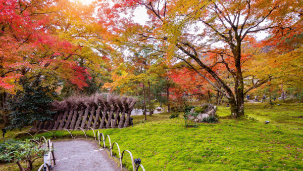 Wallpaper Garden, Desktop, Grass, Photography, Leaves, Beautiful, Field, Colorful, Fence, Trees, Mobile