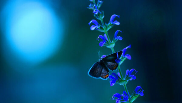 Wallpaper Flowers, Plant, Desktop, Butterfly, Blue