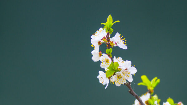 Wallpaper Teal, Petals, Green, Photography, Tree, Branches, Apple, Background, White, Leaves, Mobile, Desktop, Light, Flowers