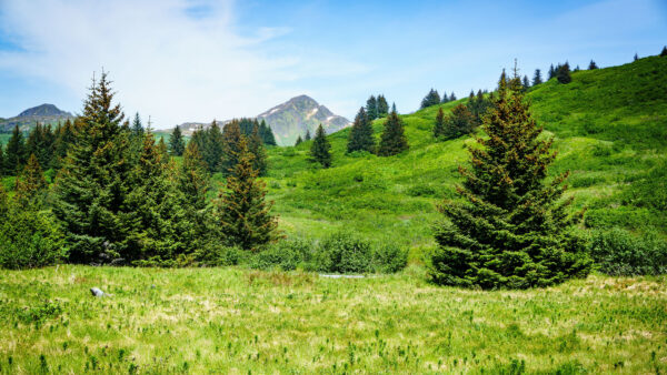 Wallpaper Covered, Trees, Desktop, And, Slop, Grasses, Beautiful, Mountain, Nature