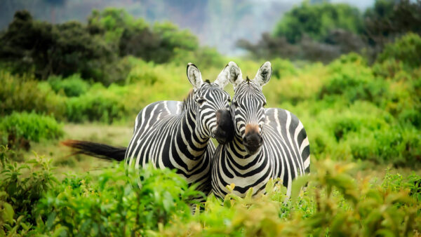Wallpaper Animal, Zebra, Africa, African, Wildlife