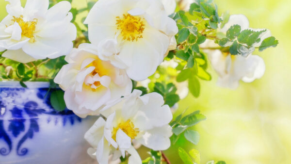 Wallpaper Flower, Flowers, Rosehips, Vase, White, Petal, Desktop