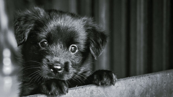 Wallpaper Retriever, Puppy, Top, Background, Chair, Animals, Desktop, Black