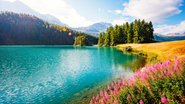 Wallpaper Pink, Green, View, Desktop, Sand, Water, Trees, Nature, Mobile, Background, Mountains, Flowers, Plants, Landscape