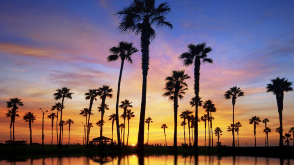 Wallpaper Time, Tree, Trees, Palm, During, Evening