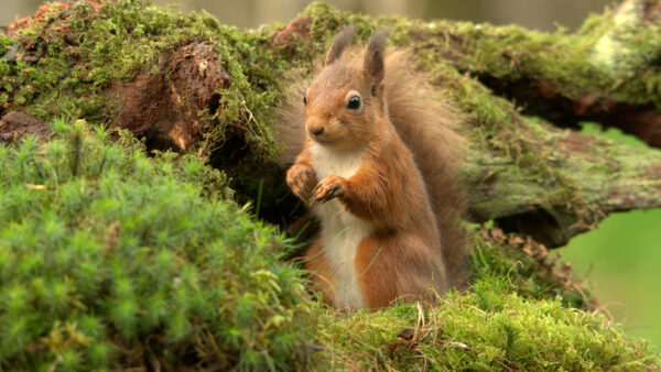 Wallpaper Squirrel, Desktop, Brown, Tail, Plants, Mobile, Tree, Standing, Green, Trunk, Background, White, Fur