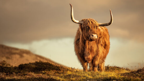 Wallpaper Brown, Cow, Cattle, Animal, Blur, Standing, Background, Highland