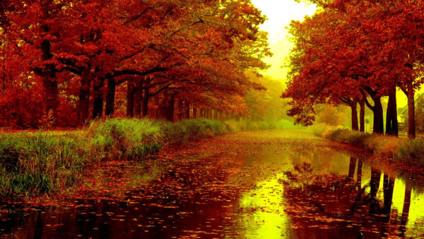 Wallpaper Autumn, Between, Nature, River, Leaves, Red, Leafed, Maple, Fall, Trees