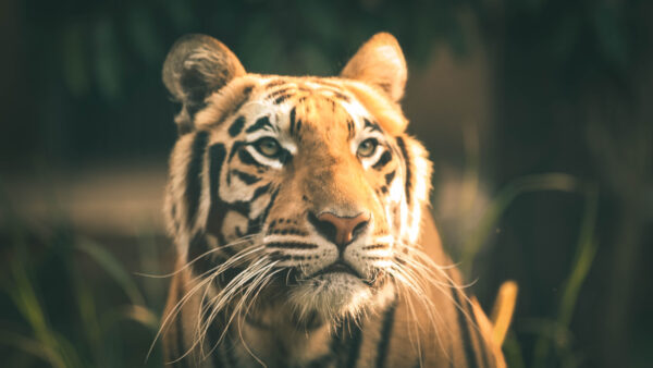 Wallpaper Closeup, View, Face, Blur, Background, Tiger