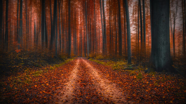 Wallpaper Dry, Leaves, Road, Desktop, Forest, Mobile, Tree, Nature, Dirt, Foliage