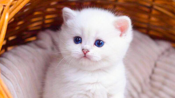 Wallpaper Eyes, Cat, Bamboo, Fur, Inside, Basket, Kitten, Blue, White