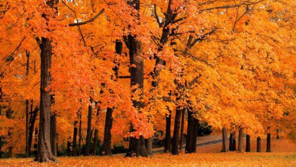 Wallpaper Forest, Spring, Desktop, Autumn, Orange, Leafed, Nature, Trees, Yellow