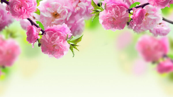 Wallpaper Desktop, Pink, Blossom, With, Leaves, Flowers, Spring