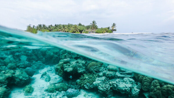 Wallpaper Coral, Underwater, Ocean, Waves, View, Landscape, Island, Trees, Reef