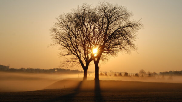 Wallpaper Sunbeam, Fog, Trees, Background, Branches, Nature