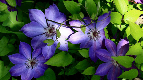 Wallpaper Flowers, Purple, Clematis, Green, With, Leaves