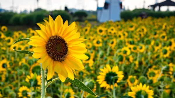 Wallpaper Closeup, Blur, Background, Yellow, View, Desktop, Sunflowers, Mobile, Field, Flowers, Sunflower