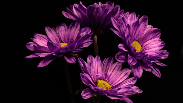 Wallpaper Spring, Desktop, Black, Chrysanthemum, Purple, Background