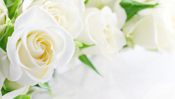 Wallpaper Desktop, View, Closeup, White, Roses, With, Leaves, Rose