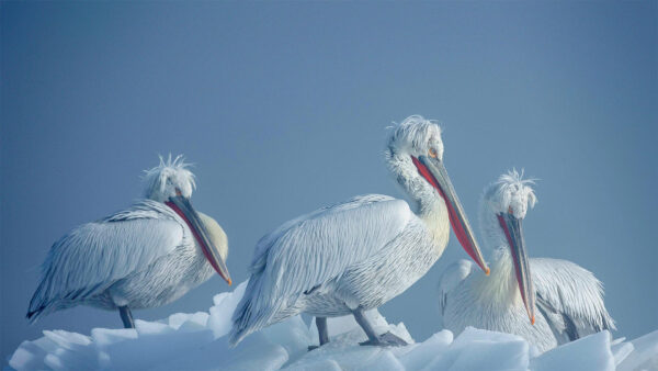 Wallpaper White, Desktop, Frozen, Under, Are, Ice, Birds, Standing, Sky, Blue, Pelican, Three