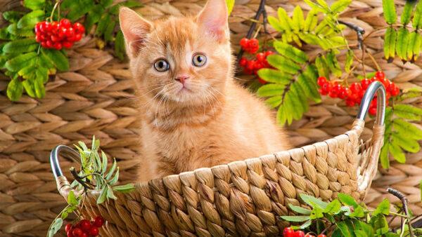 Wallpaper Brown, Look, Cat, With, Sitting, Basket, Kitten, Inside, Stare, White