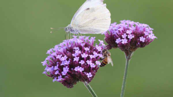 Wallpaper Skipper, Lantana, Perched, Butterfly, Green, Purple, White, Background, Flowers