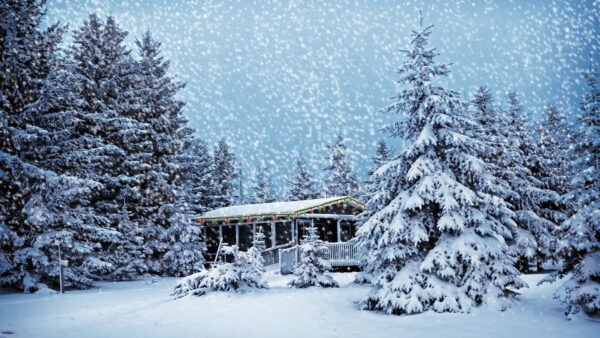Wallpaper Trees, Covered, Christmas, And, Pine, Desktop, House, Snow