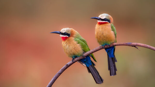 Wallpaper Stick, Background, Colorful, Two, Blur, Are, Standing, Birds, Bee-Eater